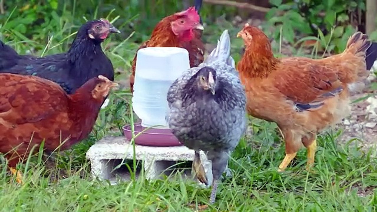 Lovely Animal Moments: Sheep, Rabbit, Pig, Cat, Dog, Cow, Chicken - Animal Sounds