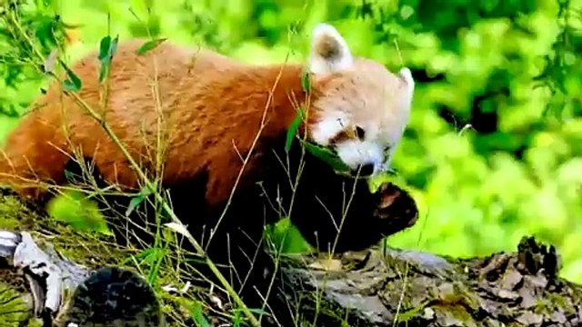 The Beauty of Farm Animals: Horse, Cow, Elephant, Sheep, Dog, Cat, Chicken, Pig - Farm Animal Sounds