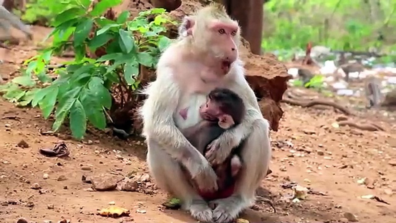 Cute Farm Animals : Rabbit, Cat, Chicken, Dog, Duck, Sheep, Squirrel, Elephant - Cute Animal Videos