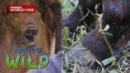 Kuko ng isang agresibong native na kabayo mula Aurora, may impeksyon?! | Born to be Wild