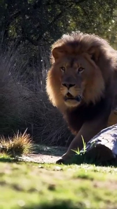 King Lion
