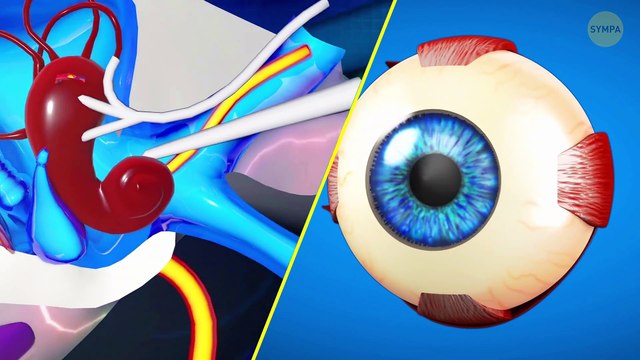 Plus de 50 faits sur le corps si étranges que vous vous demanderez si vous êtes vraiment humain