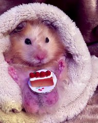 🐹 Are you a hamster enthusiast or just a curious newcomer? Dive into the a