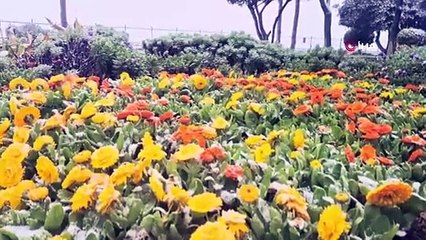 İstanbul'da lapa lapa kar yağışı