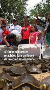 4900 bébés tortues relâchées dans un fleuve de la région amazonienne