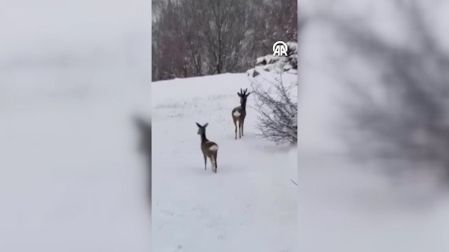 Karabük'te 2 karaca ve çakal sürüsü görüntülendi