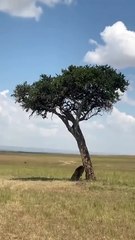 Ce lion reçoit un cadeau venu du ciel