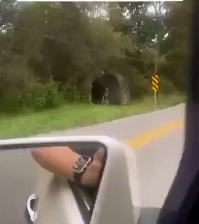 L'idiot du jour face à un nid de guêpes