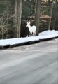 Un cerf blanc très rare... animal magnifique