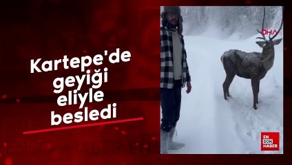 Kartepe'de geyiği eliyle besledi