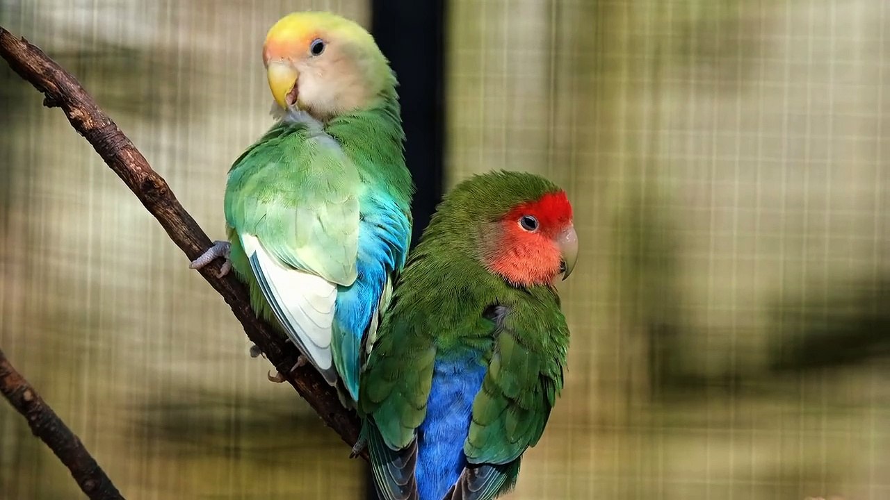 Lovebirds