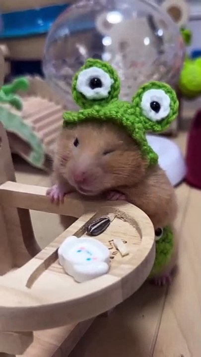 Lazy Hamster