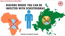 Regions where you can be infected with schistosomas