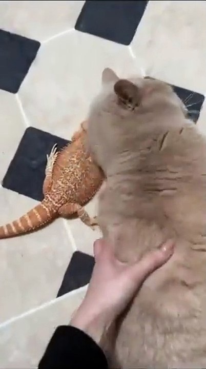 Hund genießt eine Massage! 20250209