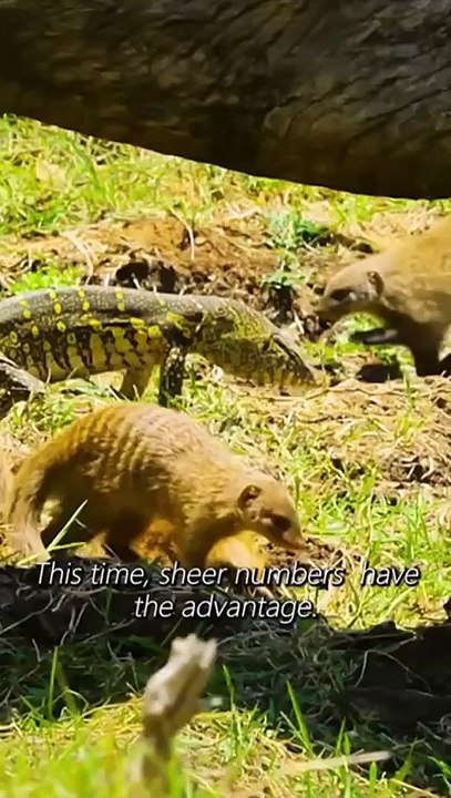 Beauty of the Wild | Wild Animals