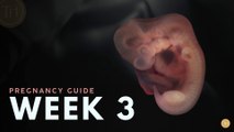 What to Expect at Week 3 | Week by Week Pregnancy Guide