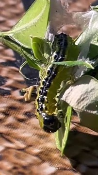 Ist die Reise einer Schnecke auf Sackleinen 🌱 ein langsames Abenteuer? 🐌