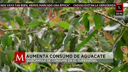 Super Bowl 2025: aumenta consumo de aguacate; Michoacán es el principal exportador