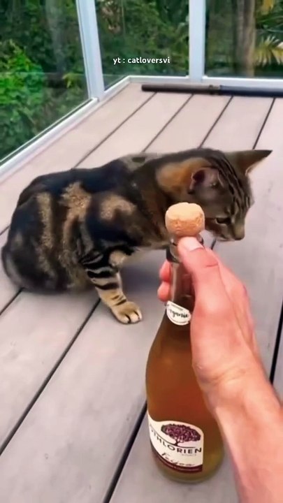 Curious Cat