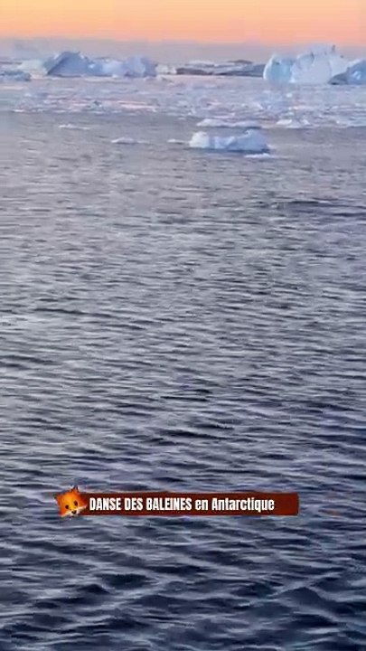 DANSE DES BALEINES en Antarctique