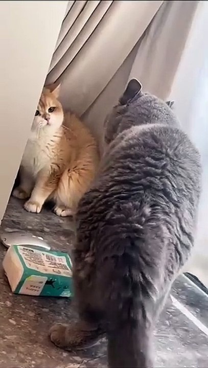 Kätzchen entdeckt die Welt! 20250209