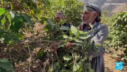 Nueva técnica de fermentación mejora el sabor del café yemení