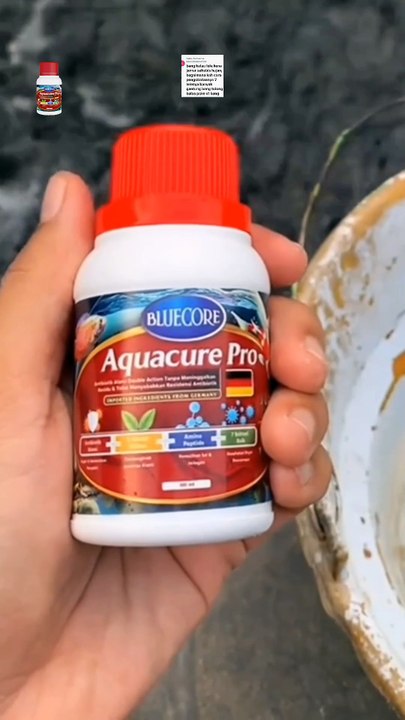 Obat penyakit jamur pada ikan lele yang ampuh apa kang❓