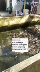 Ganti air kolam kenapa ikan lele jadi banyak yang mati, harap FAHAMI hal ini