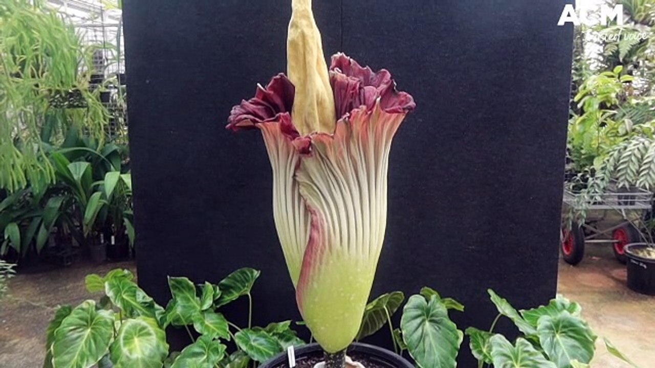 Corpse flower
