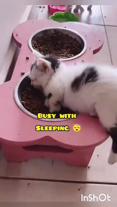 Funny funny funny CATS_cats_funny_shorts(720P_HD)