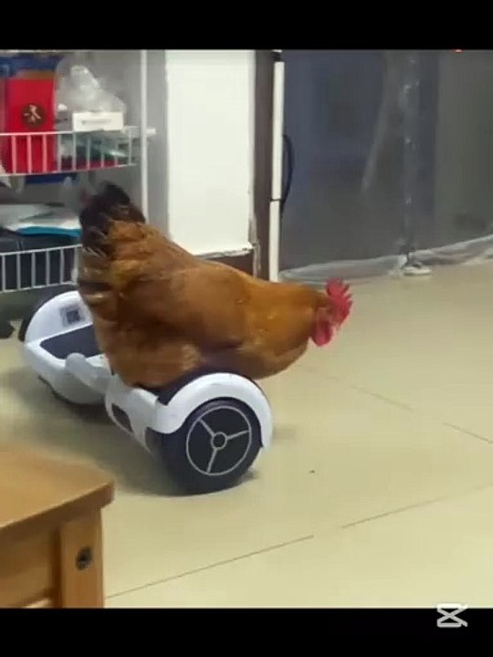 Funny chicken