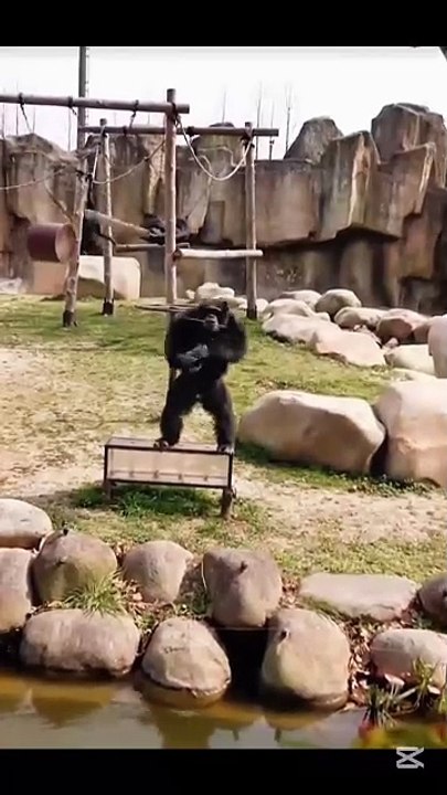 Funny monkey