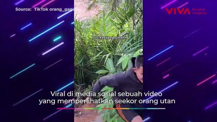 Seekor Orang Utan Tampak Kebingungan Melihat 'Rumahnya'