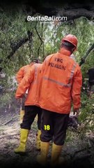 Pohon Asam di Banjar Tegal Tumbang, Nyaris Menimpa Pengendara Motor