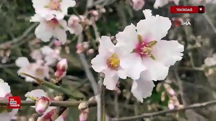 Tekirdağ'da bir yanda bahar, bir yanda kış