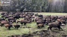 Un ejército de cientos de jabalíes hambrientos rodean un todoterreno y el conductor actúa de la forma menos pensada