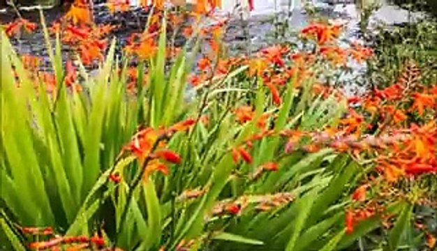 VOD article VOD article VOD article