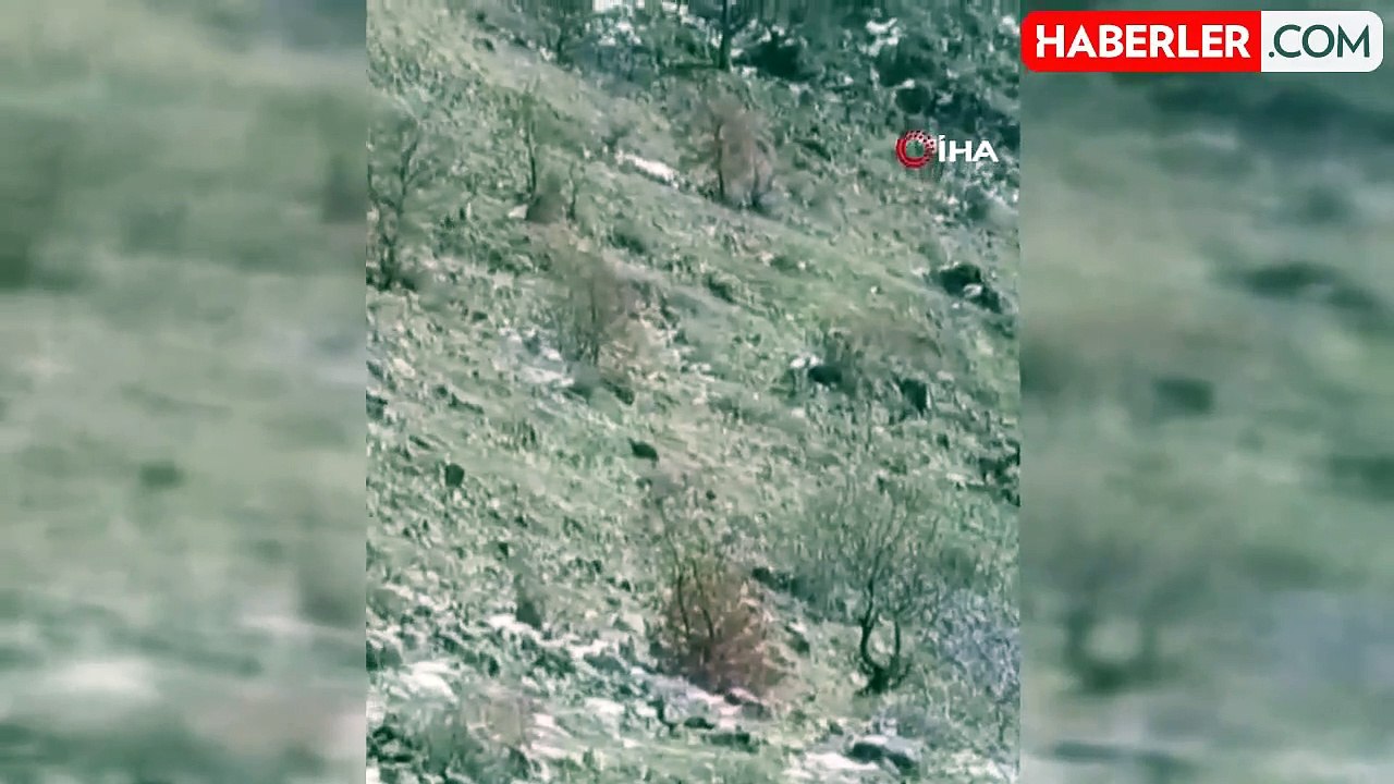 Nesli Tükenme Tehlikesi Altındaki Dağ Keçilerinin Sürü Halinde Görüntülenmesi