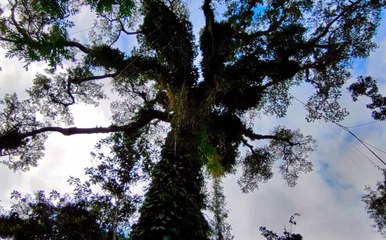 Perú: En busca de la Ceiba, el 'Gigante sagrado' del Amazonas