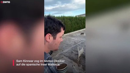 Ein Brite hat versehentlich eine Kolonie von 20 streunenden spanischen Katzen adoptiert