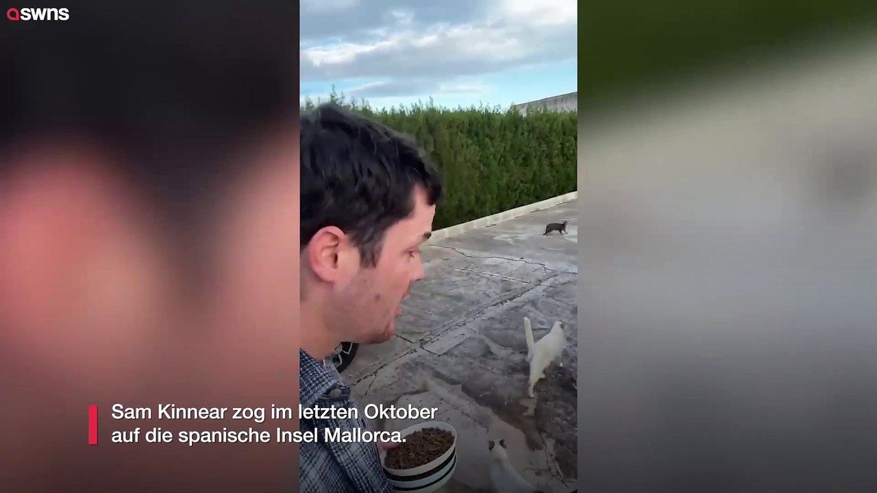 Ein Brite hat versehentlich eine Kolonie von 20 streunenden spanischen Katzen adoptiert