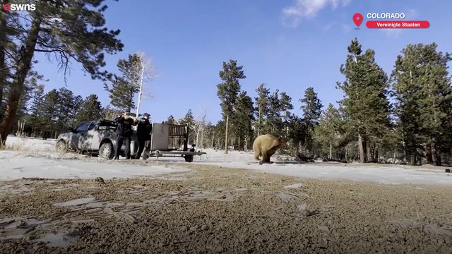 Colorado-Ranger mussten einen Bären umsetzen, der sich weigerte, mit dem Essen aufzuhören und in den Winterschlaf zu gehen