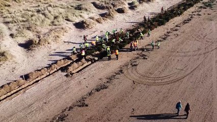 Drone video shows sand dunes fill with xmas trees in annual burial