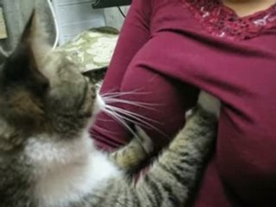 Chat peloteur