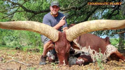 Watusi Cattle (Cattle of Kings)