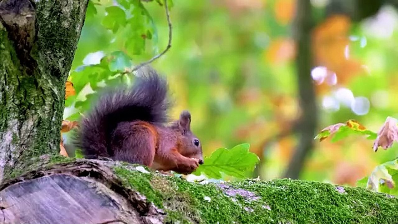 Farm Animals : Cow, Rabbit, Dog, Chicken, Sheep, Goat, Duck, Pig - Farm Animal Sounds