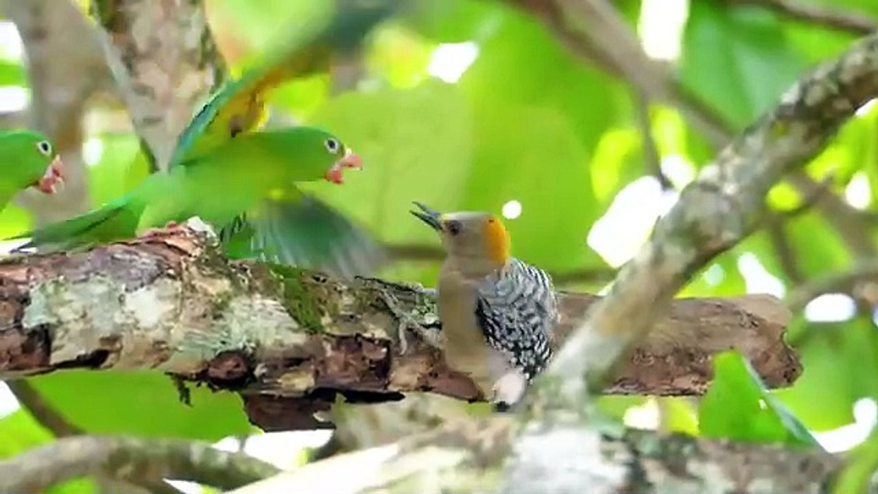 Collection of Cute Little Animals: Cat, Chicken, Duck, Dog, Cow, Horse,Elephant - Cute animal videos