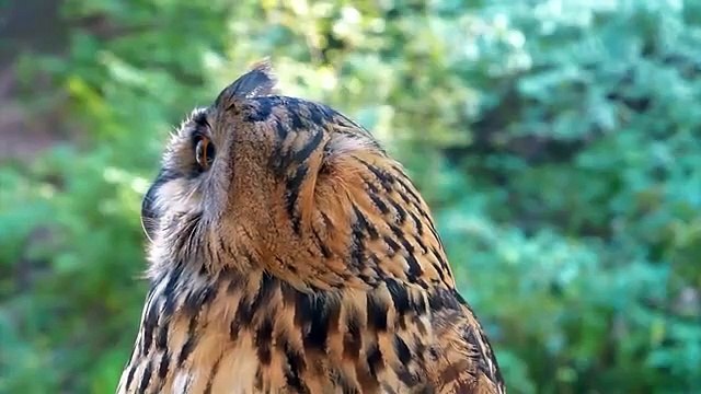 Cute Small Animals - Sheep, Cow, Turtle, Chicken, Dog, Cat, Duck, Pig - Interesting Animals