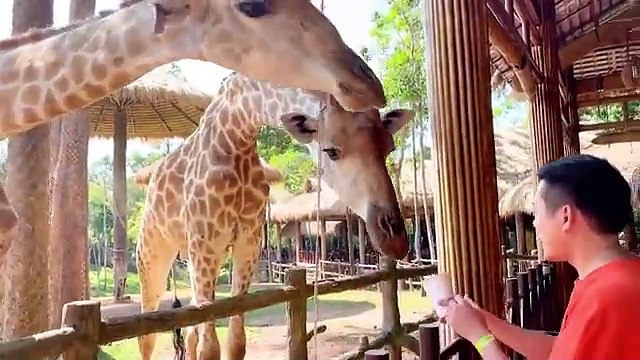 Cute Farm Animals - Cow, Chicken, Horse, Goat, Sheep, Dog - Animal Sounds