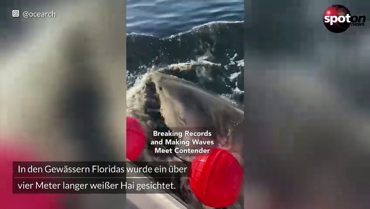 Us-forscher markieren gigantischen hai